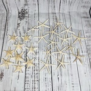 Lot of 24 Real Genuine White Knobby And Finger Sea Stars STARFISH Dried - See